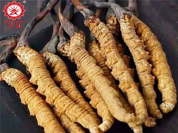 新鮮蟲草怎么烘干以及冬蟲夏草烘干方法 新鮮蟲草怎么烘干以及冬蟲夏草烘干方法