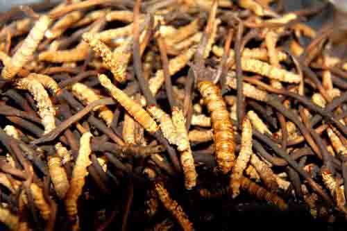 新鮮冬蟲夏草烘干方法 新鮮冬蟲夏草烘干方法