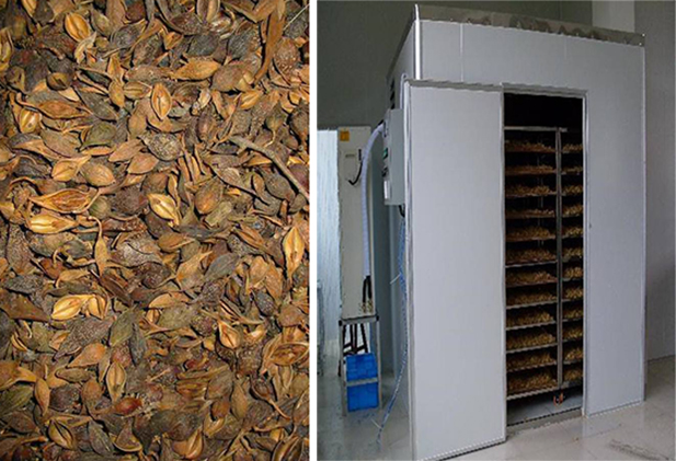 連翹熱泵烘干工藝揭秘，烘干廠家「工藝分享」